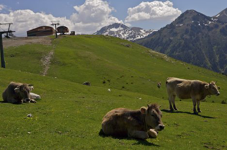 250px|thumb|right|upright=2.5|Pyrenees moutainの範囲で繁殖する木